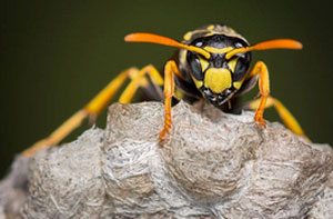 Wasp Proofing Corringham